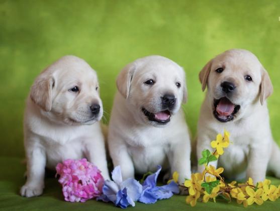 למכירה מגוון גורי לברדור משובחים