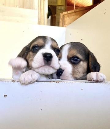 למכירה מספר גורי ביגל קטנים,