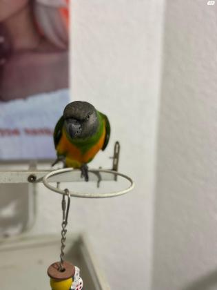 תוכי סנגל האכלת יד ברמה גבוהה