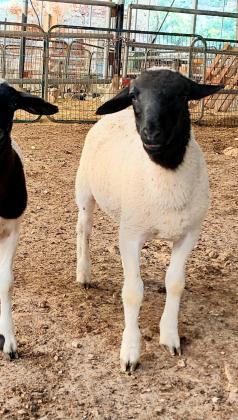 טלאים בני חודשיים למכירה