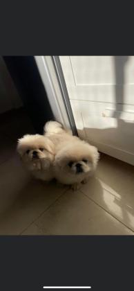 2 גורי פקינז "ראש אריה"