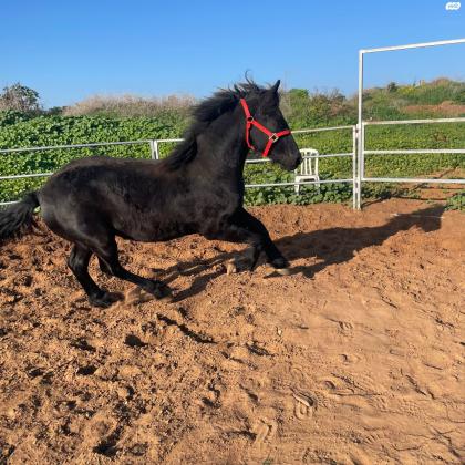 למכירה סייח פריזן שחור פחם
