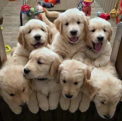 גורי גולדן רטריבר מדהימים, בני