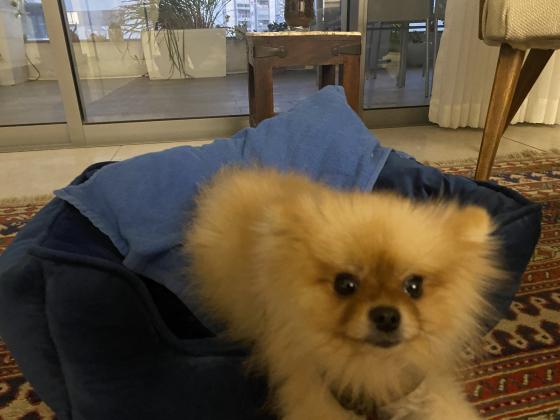 חמוד , ננסי , מחונך , מחוסן , עם שבב