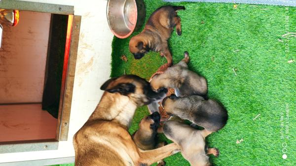 גורים ברמה אחרת ,עצם רחבה