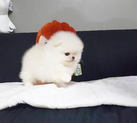 גור פומרניין מהמם בצבע לבן