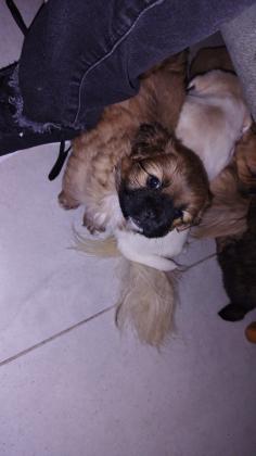 4 גורים מעורבים בפקינז מתוקים