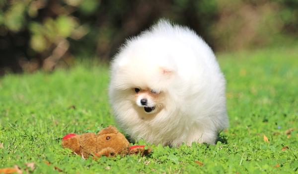 גור נדיר בעל תעודות יוחסין