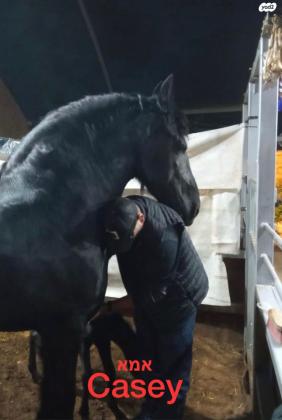 למכירה סייח פריזן שחור פחם