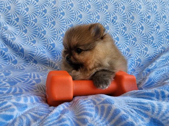 גור פומרניין ננסי בן חודשיים