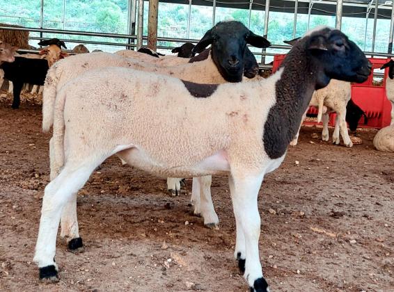 טלאים בני חודשיים למכירה