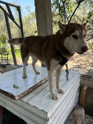 כלב האסקי בן בסביבות שנה