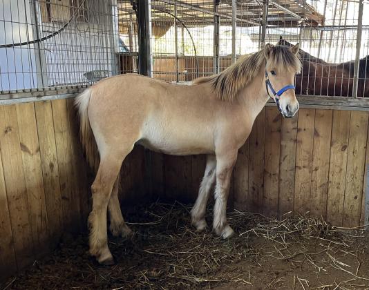 סייח מגזע פיורד טהור עם