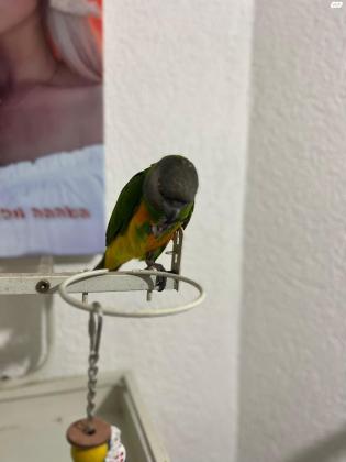 תוכי סנגל האכלת יד ברמה גבוהה