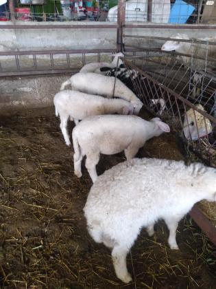 כבשים למכירה