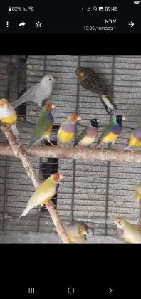 פינקים גולדנים בשלל מופעים יש