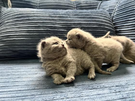 גורים בריטיים גזעיים קצרי שיער