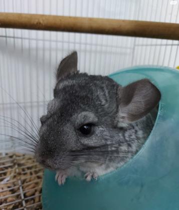 למכירה צ'ינצ'ילה זכר בן שנה