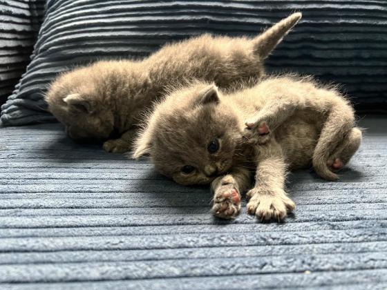 גורים בריטיים גזעיים קצרי שיער