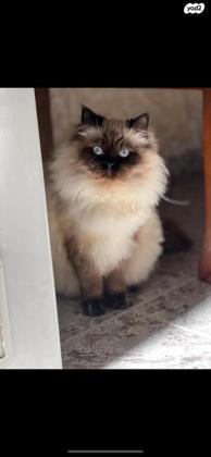 חתול מסוג הימלאיה בן 6