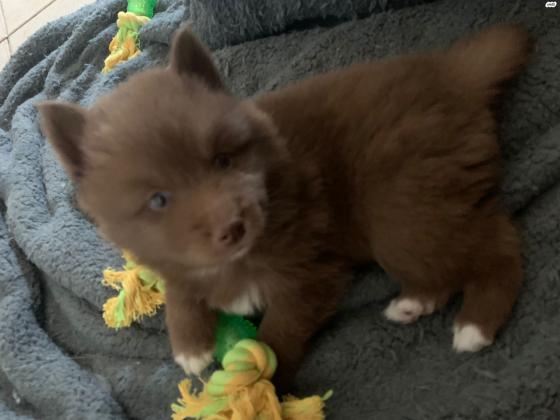 פומסקי - נולדו ב 5