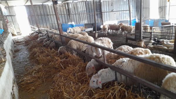 כבשים למכירה