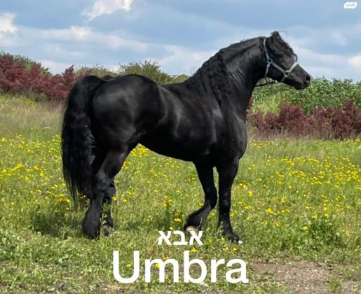 למכירה סייח פריזן שחור פחם