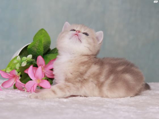 למכירה גור בריטי גזעי בצבע