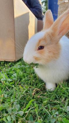 ארנב מעורב ננסי, בן חצי