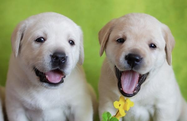 למכירה מגוון גורי לברדור משובחים