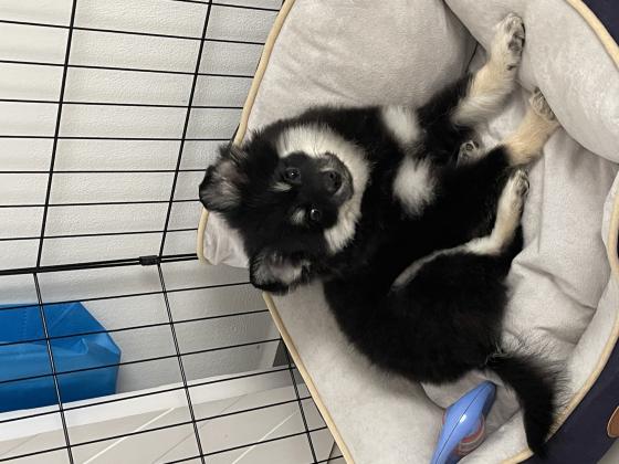 כלב מסוג פורמניין שפיץ למכירה,