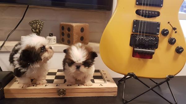 גורי שיצו רמה גבוהה ננסיים!!!