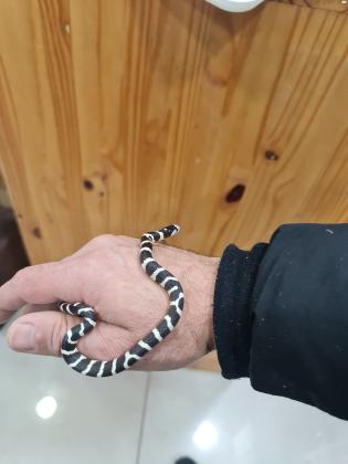 נחש קינג קליפורניה רגועה מאד