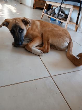 גור רועה כנעני מקסים בן