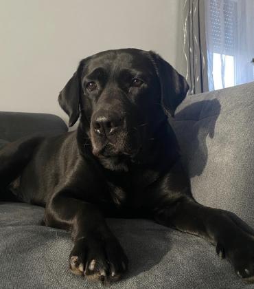 למכירה מגוון גורי לברדור משובחים