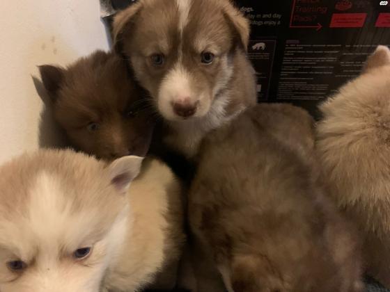 פומסקי - נולדו ב 5