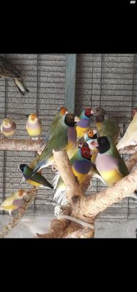 פינקים גולדנים בשלל מופעים יש