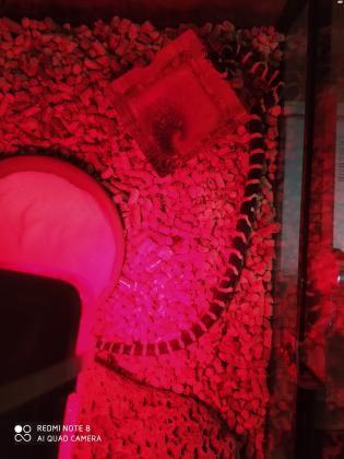 נחש קינג סנייק לא תוקפני