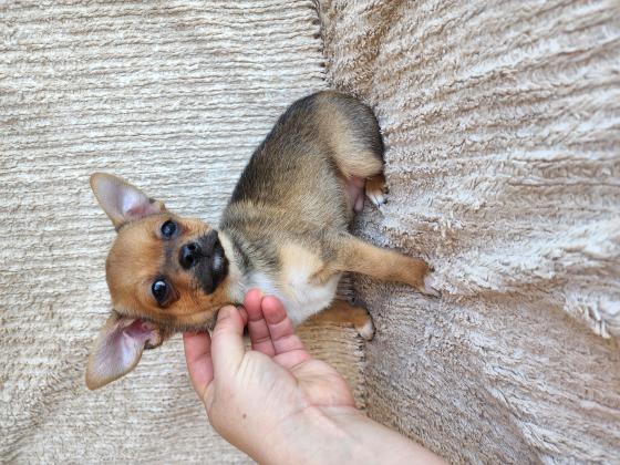 צ'וואווה בן חודשיים וחצי נולד ב 4