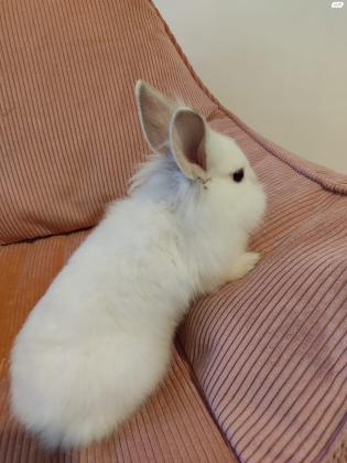 למסירה ארנב ראש אריה בגיל