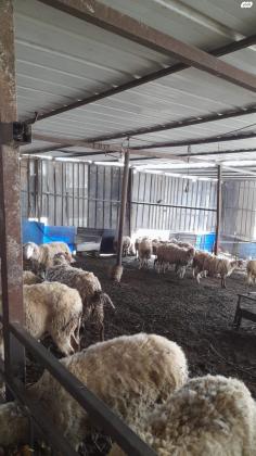 כבשים למכירה