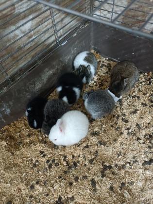 ארנבים ננסיים ישראלים נולדו לפני