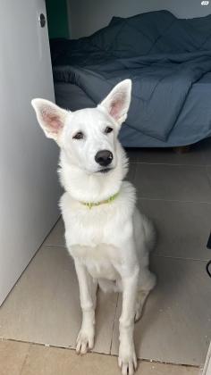 באלו רועה שוויצרי כבן 7