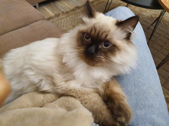 חתול מסוג הימלאיה בן 6