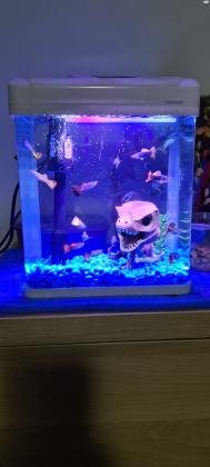 אקווריום חדש לא יד 2