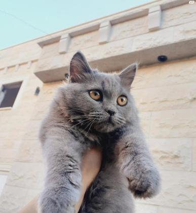 זכר בריטי ארוך שיער בן