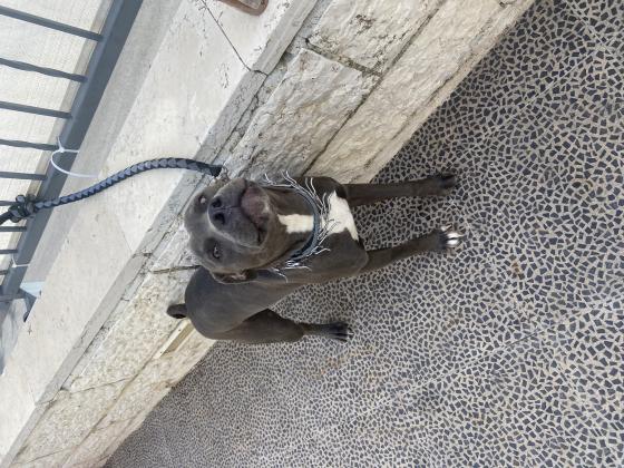 כלב ספורטיבי מתאים לבית עם