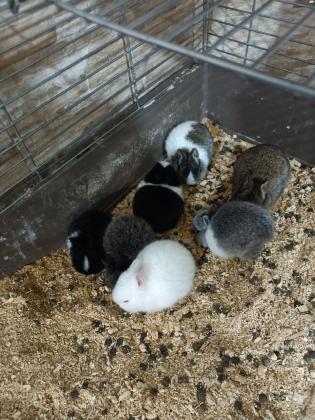 ארנבים ננסיים ישראלים נולדו לפני