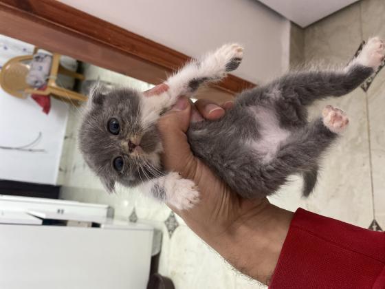 גורים סקוטים חמודים מאוד מוכנים