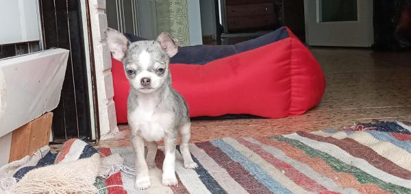 גורים ציוואווה ננסי למכירה בצבעים